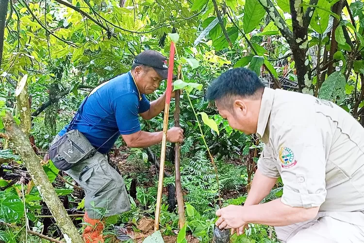 Peringati Hari Lingkungan Hidup, KPH Rongkong Lakukan Penanaman Pohon di Lereng Gunung (Dok. LHR)
