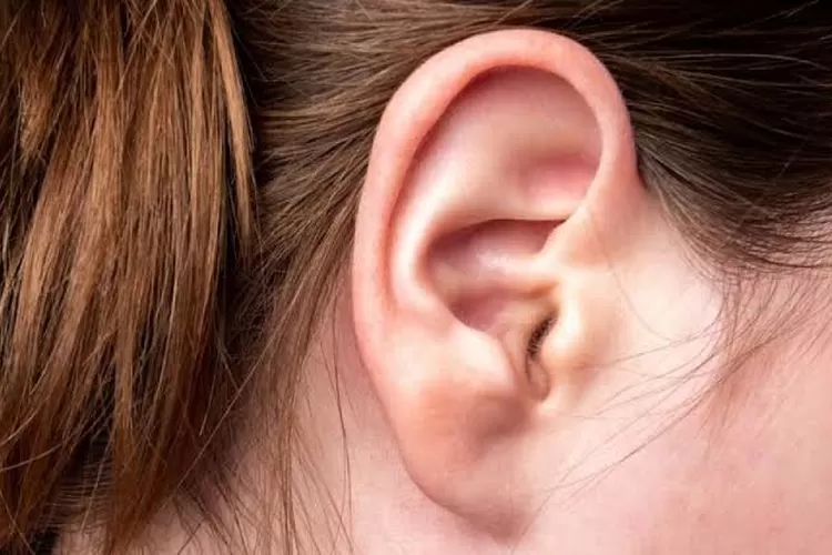 Ilustrasi telinga (net)