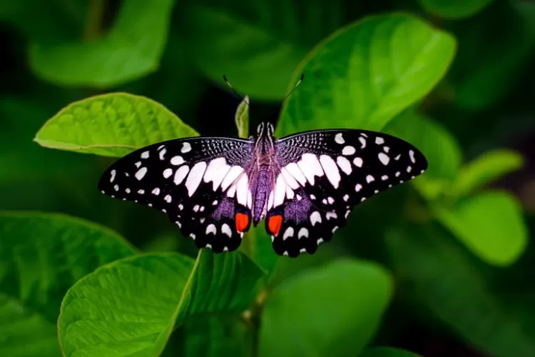 Ternyata ada banyak misteri hewan kupu-kupu yang belum diketahui, salah satunya seperti kecerdasan saat migrasi. (pexels.com/Zett Foto)