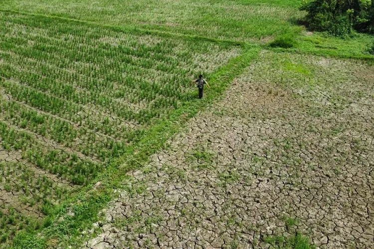 Dam Pacar Dibuka, Ratusan Hektar Sawah Terancam Gagal Panen: Siapa yang Salah?