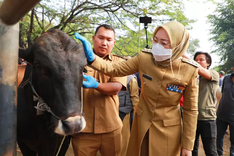 Bupati Purwakarta memeriksa kondisi hewan ternak jelang Idul Adha 2023 mendatang, untuk mencegah penyebaran berbagai penyakit. (Diskominfo Purwakarta)