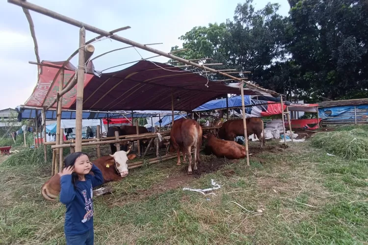 JUAL SAPI : Penampakan penjual sapi yang mulai bermunculan di Kota Depok jelang Idul Adha 1444 H. (GERARD SOEHARLY/RADAR DEPOK)