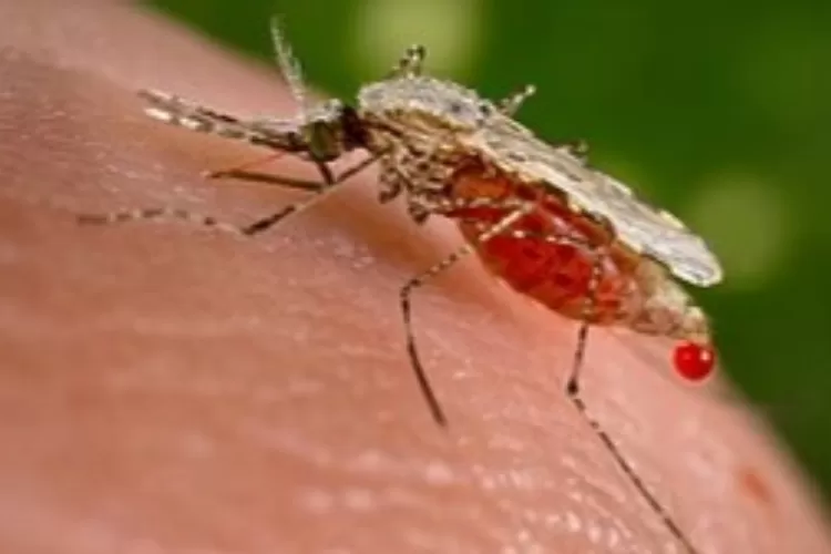 Tahukah Anda Kenapa Nyamuk Senang Berdengung di Telinga  Manusia (Istimewa)