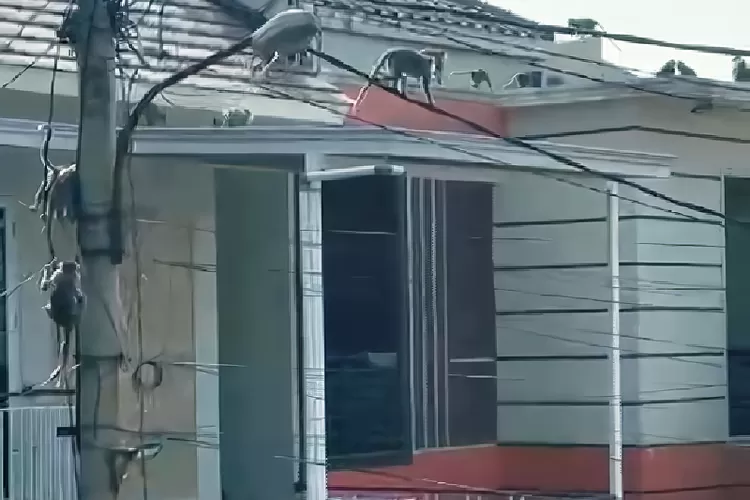 TANGKAPAN LAYAR : Puluhan Monyet datangi Perumahan The Cozy Green Cibubur, RW7, Kelurahan Harjamukti, Kecamatan Cimanggis. (ANDIKA EKA/RADAR DEPOK)