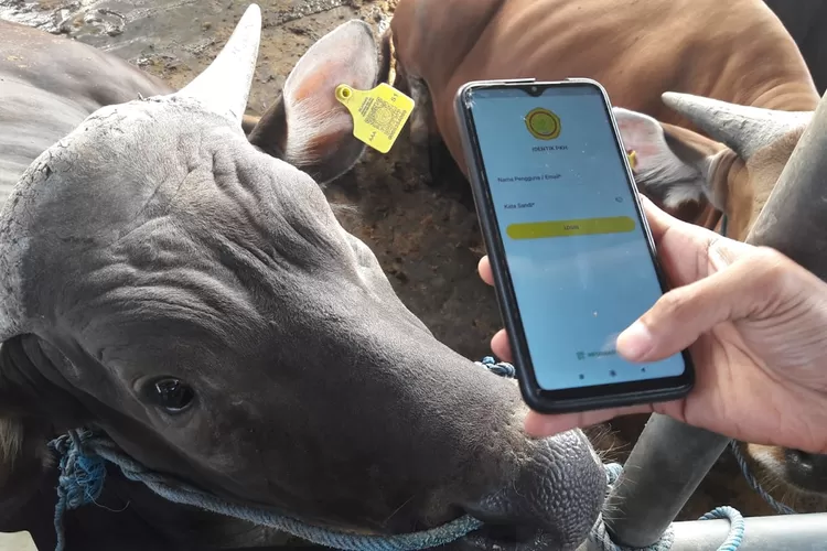 Barcode untuk memeriksa kesehatan hewan kurban di Mal Hewan Kurban Haji Doni (Tracy Bacas/Radar Depok )