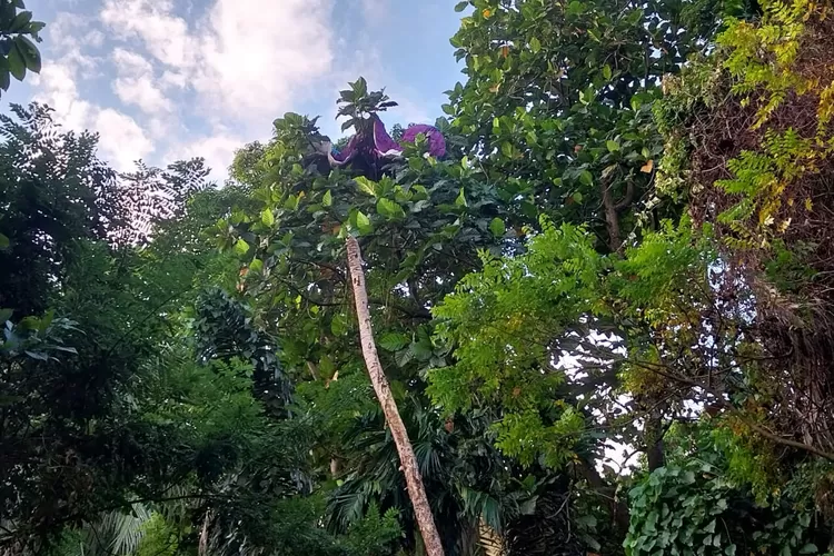 Dua Atlet Paralayang Tersangkut di Pohon Perbuktian Pantai Air Manis (ist)