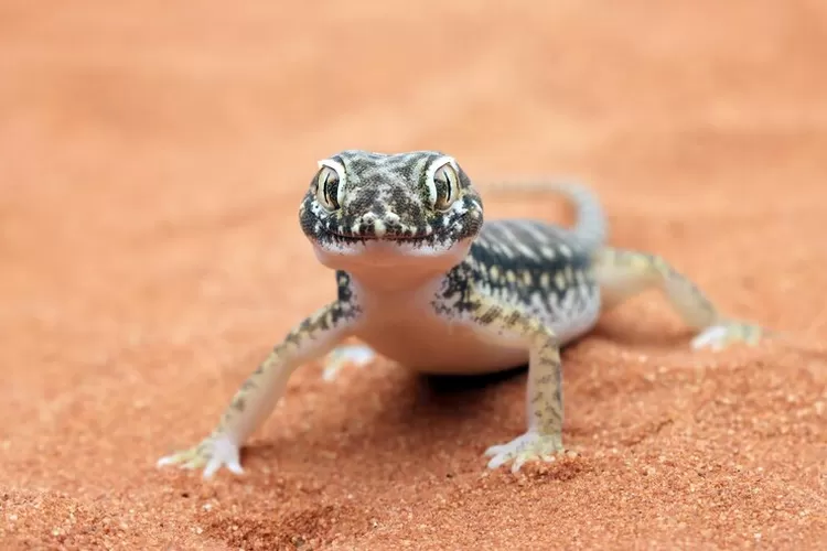 Ini tanda dan mitos hewan tokek di rumah (Freepik/Kuritafsheen77)