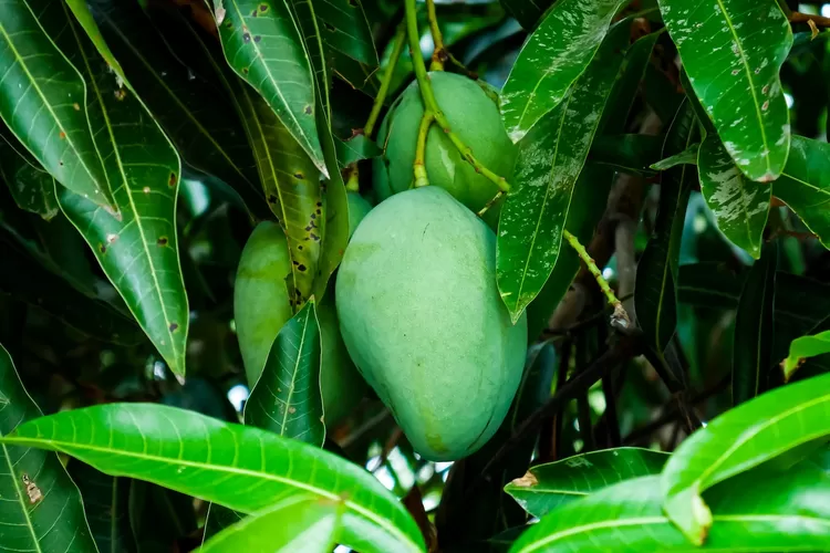 Ilustrasi merawat pohon mangga (Pexels Shilpa)