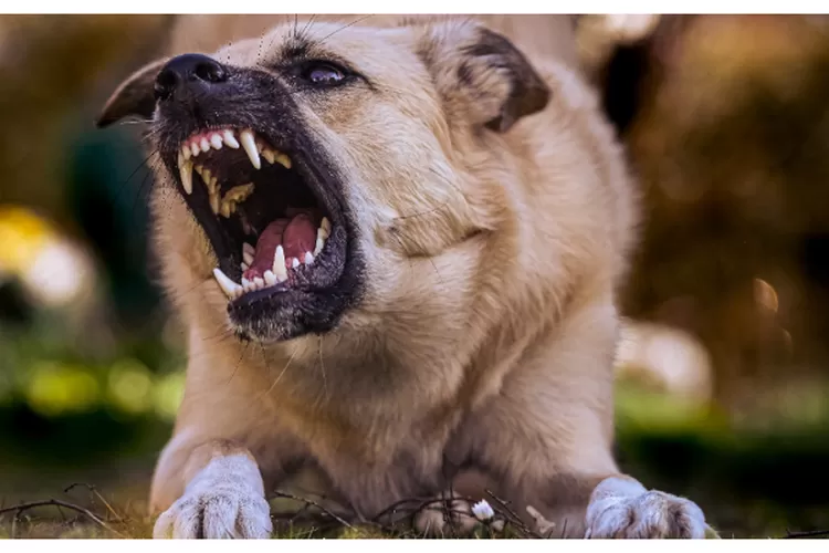 Mengenal Penyakit Rabies Pengertian Penyebab Gejala Dan Pengobatannya Metro Aspirasiku 1474