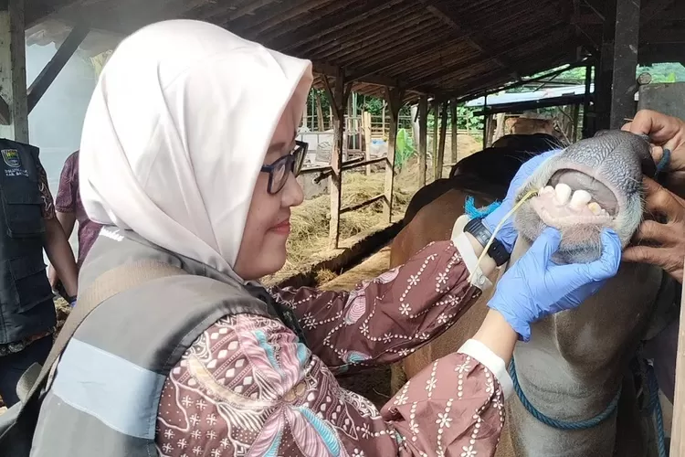 Dislutkanak Batang intensifkan pemeriksaan hewan ternak. (Muslihun)