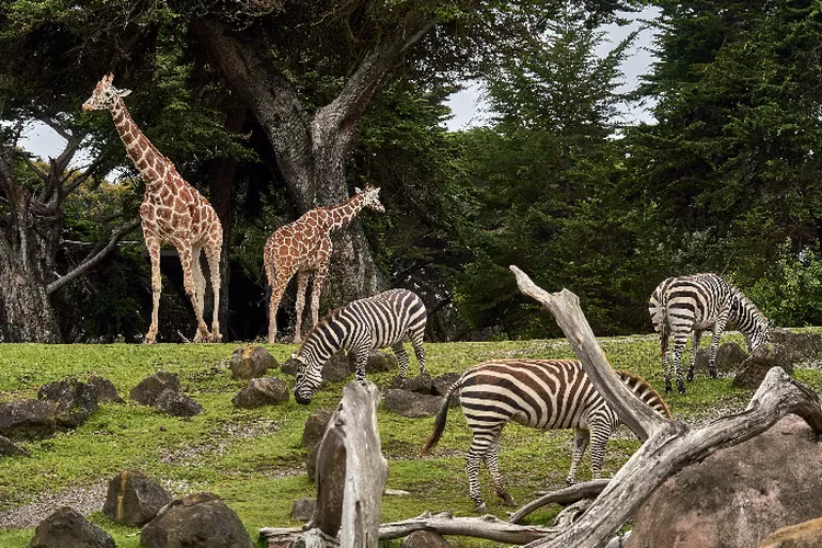 Hewan Zebra dan Jerapah di dalam taman kebun binatang (Photo by Nikolay Tchaouchev on Unsplash)