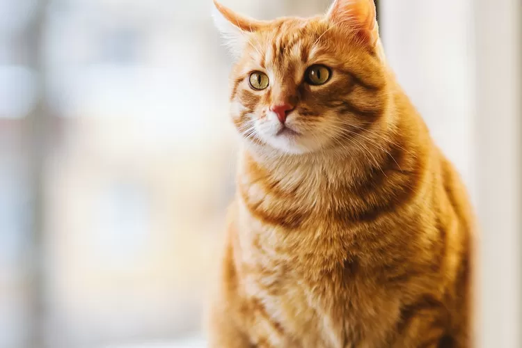 Kucing yang sehat dan gemuk terhindar dari penyakit berbahaya (Pexels EVG)