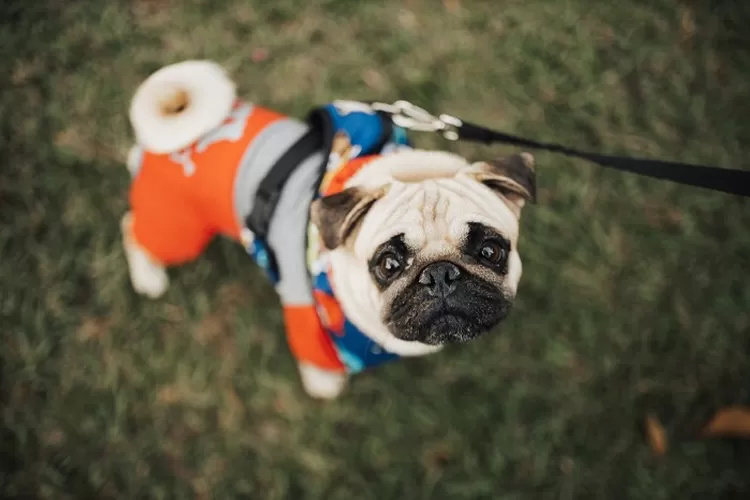 Inilah Gejala Hewan Yang Kena Penyakit Anjing Gila Atau Rabies, Manusia ...