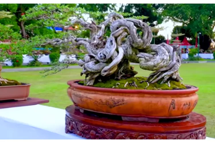 Bonsai pohon Santigi ini, dikabarkan memlik harga milyaran. (Tangkap layar: Youtube @Indonesia Bonsai legend)
