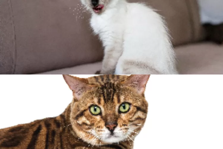 2 jenis kucing raksasa yaitu savana dan ragdoll (freepik.com)
