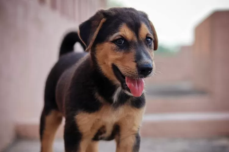 Gejala dan tanda tanda rabies pada anjig