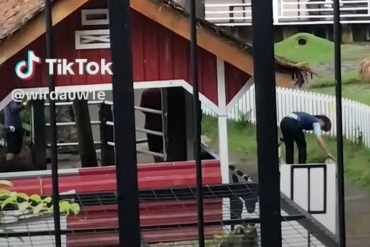 Viral oknum pegawai wisata Puncak buang sampah ke Sungai Ciliwung. (TikTok/wirdauwie)