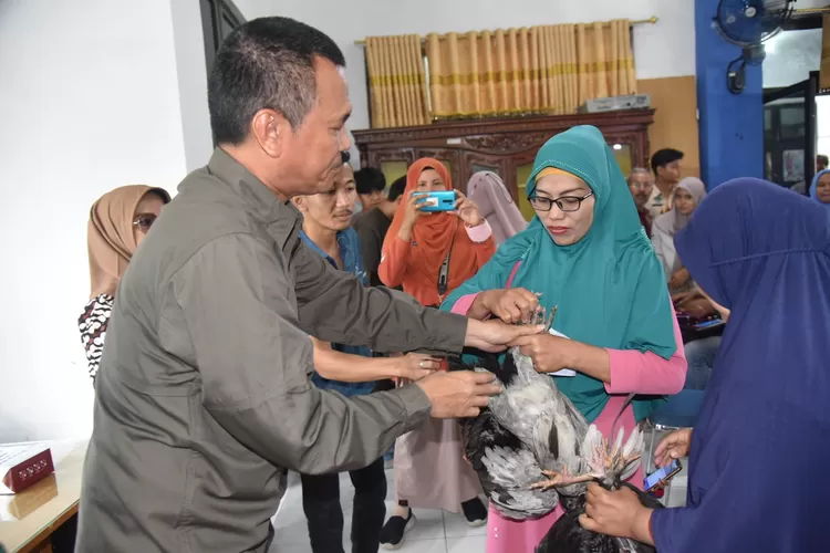 Wali Kota Pariaman Serahkan Bantuan 1.300 Ayam Petelur untuk 130 KK (Kominfo Kota Pariaman)