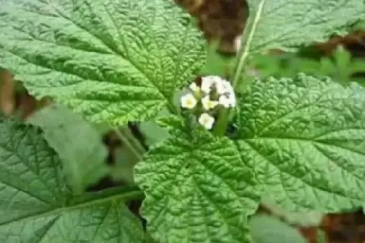 Ilustrasi daun sangket. (YourSay.id)