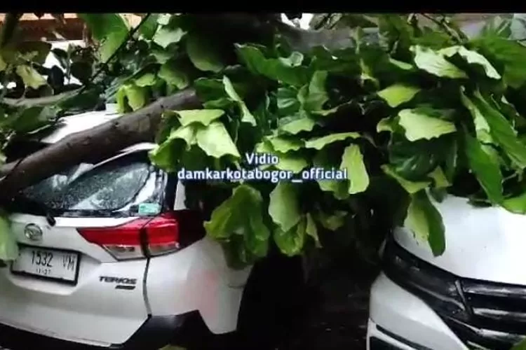 Kendaraan tertimpa pohon tumbang di Bogor akan diperbaiki Pemkot. Berikut syarat dan ketentuannya. (dok. Damkar Kota Bogor)