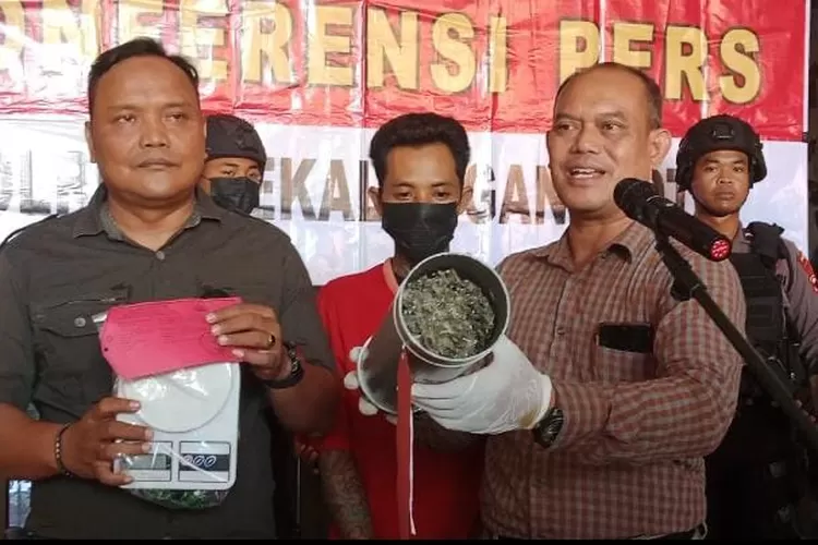 Kasat Narkoba Polres Pekalongan Kota, AKP Budi Prayitno saat menunjukkan barang bukti pelaku pengedar ganja pada konferensi pers di Mapokres Pekalongan Kota, Jumat, 23 Juni 2023. Foto: Muslihun/kontributor Batang.