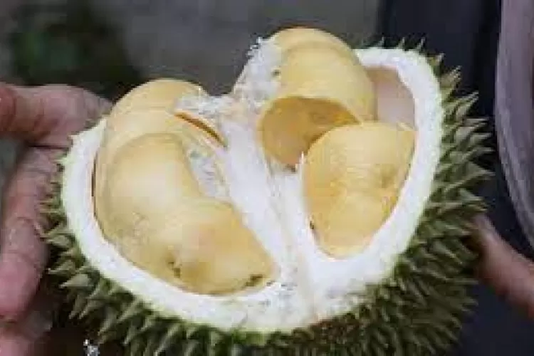 Ilustrasi durian serumbut dari Kalimantan. (Pemkab Senggau)