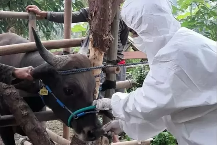 PERIKSA : Petugas dari DKP3 Kota Depok saat melakukan pemeriksaan terhadap seekor sapi di lapak penjual hewan kurban (Pemkot Depok For Radar Depok)