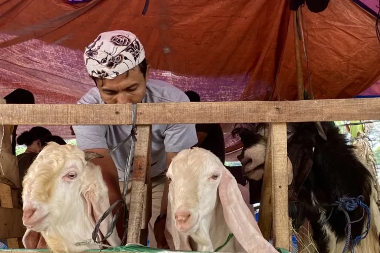 Hewan Kurban - Foto: Henry Lukmanul Hakim