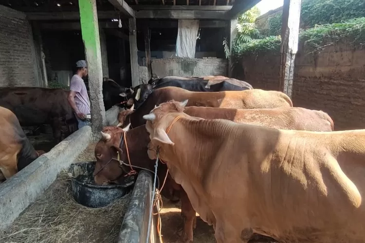Sapi yang dijual pedagang untuk hewan kurban dijaga kebersihannya. (Edi Prayitno)