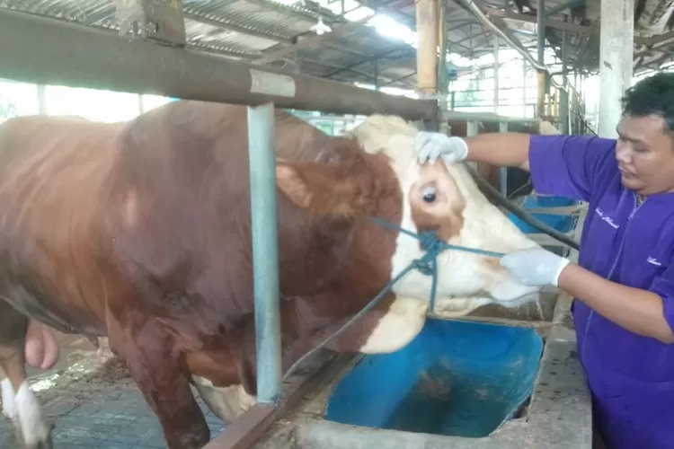 Pengecekan lapak pedagang sapi di Tapos