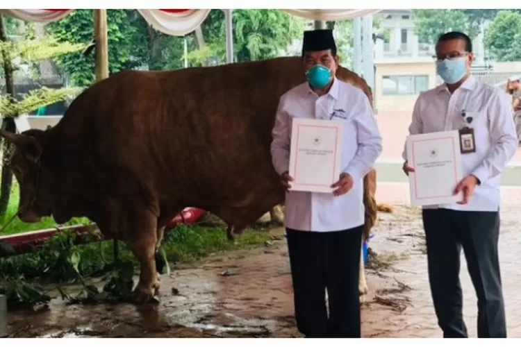 Penyerahan secara simbolis hewan kurban sapi Presiden RI yang dilakukan oleh Sony Kartika, Kepala Biro Administrasi Setpres (setkab.go.id)