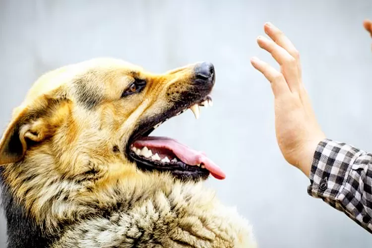 5 Arti Mimpi Digigit Anjing Rabies: Waspadalah, Tapi Jangan Panik!