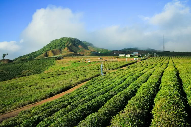 Potret Suasana Hijau Perkebunan Teh &ldquo;Malino Highlands&rdquo; (indonesiakaya.com)