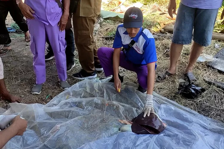 Petugas Dinas Pertanian dan Pangan kendal memeriksa hati sapi kurban (Edi Prayitno)
