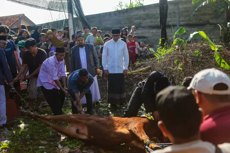 Wali Kota Bogor Bima Arya menyaksikan penyembelihan sapi kurban di Kampung Munjul, Kayumanis, Kota Bogor. (Prokompim Kota Bogor)