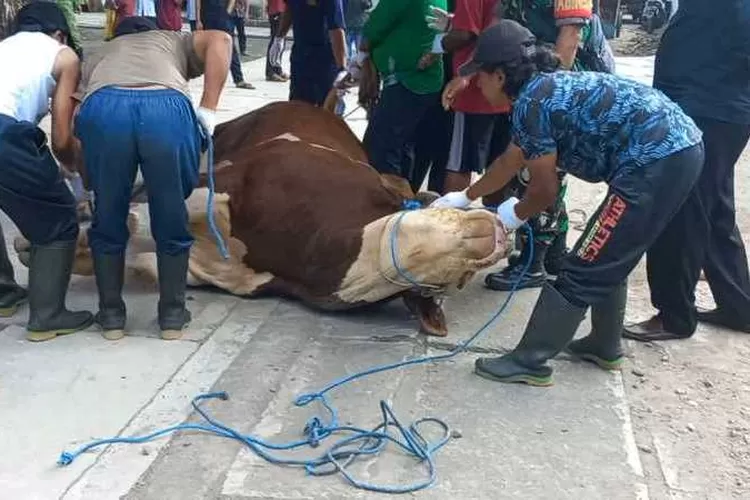 Penyembelihan sapi kurban dari Presiden Jokowi di Masjid Agung Solo (Endang Kusumastuti)