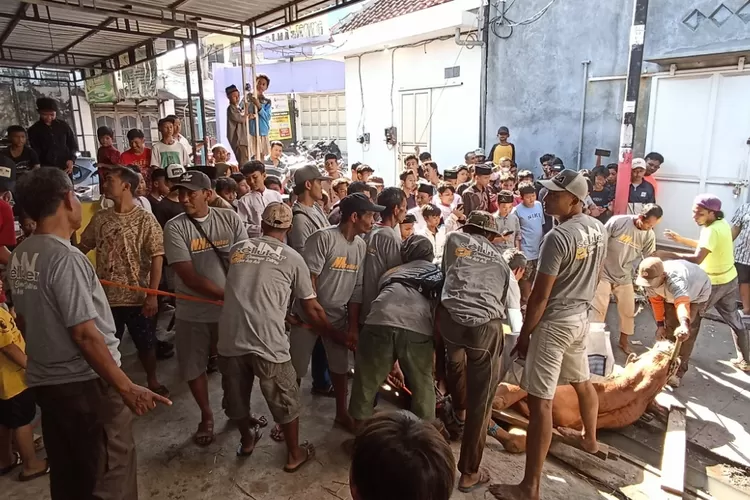 Sapi jumbo milik Muhammad Nurul Hidayat, pemilik konter HP di Kaliwungu saat disembelih, Kamis 29 Juni 2023. (Edi Prayitno/Kontributor Kendal)