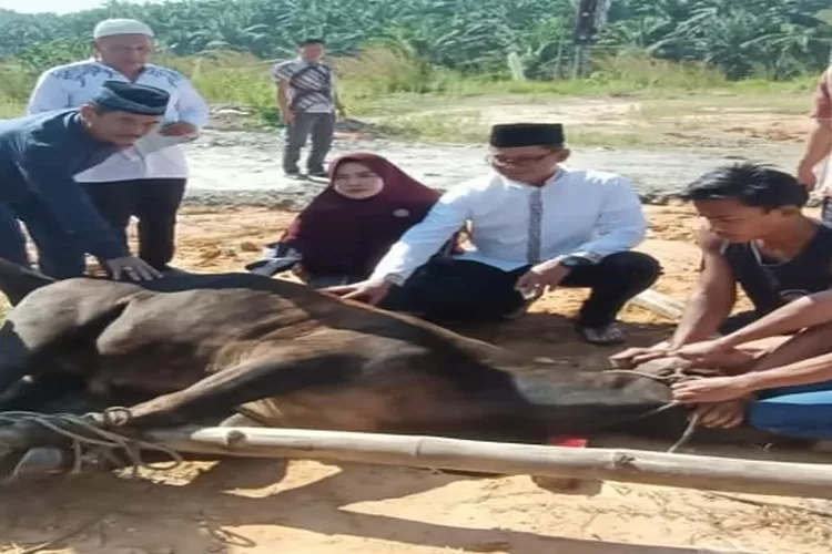 Salah satu hewan kurban Polres Labuhanbatu Selatan seekor sapi disembelih dihari raya qurban Idul Adha 1444 H (Realitasonline.id/RS)