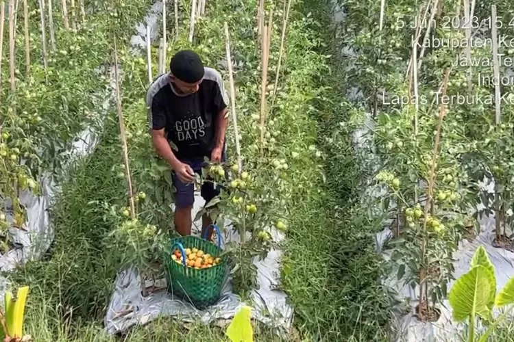 ZN salah satu Narapidana Lapas Terbuka Bleder Kendal mengembangkan tanaman hortikultura hingga bisa menghasilkan. (Edi Prayitno)