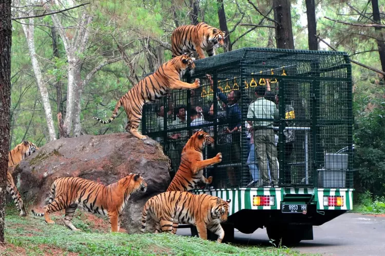 taman safari bogor