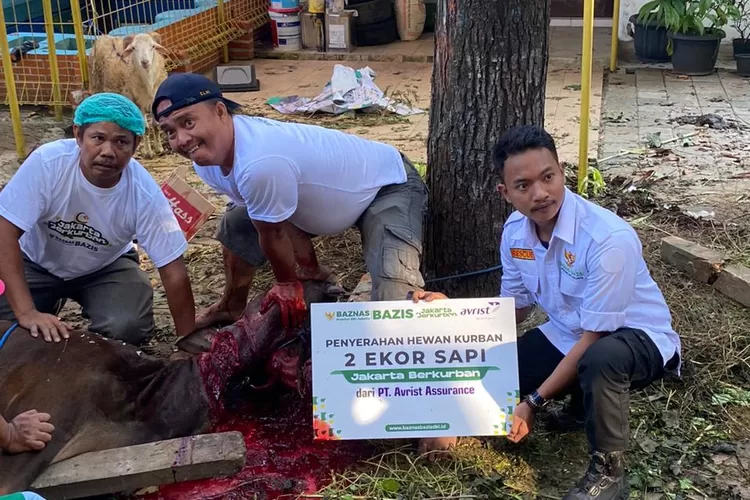 Pemotongan sapi kurban dari PT Avirst Assurance dagingnya dibagikan kepada warga tidak mampu di Kelurahan Ancol, Pademangan, Jakarta Utara, Jumat (39/6/2023).e 