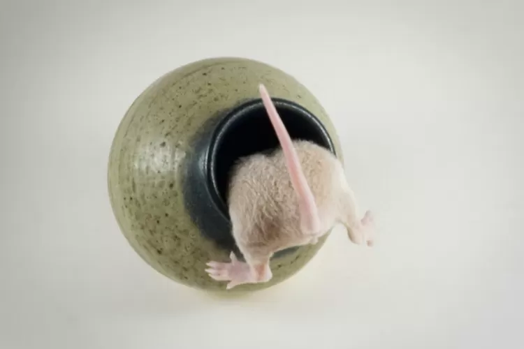 Ilustrasi kebiasaan mengundang tikus ke dalam rumah (Unsplash/alexus42)