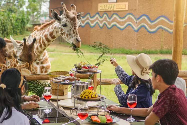 Royal Safari Garden membuka program &ldquo;Dine With Giraffe&rdquo; atau makan bersama jerapah.