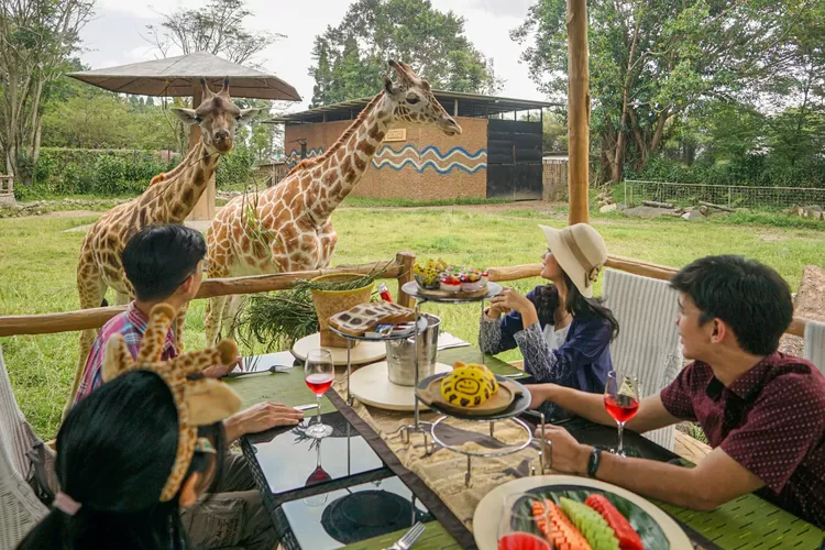 Liburan Eksklusif Ranking 1 di Puncak, Tamu Hotel Satwa Royal Safari Garden Bisa Makan Bareng Jerapah (Royal Safari Garden)