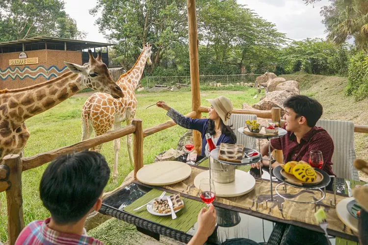 Keunikan wisata di Puncak Bogor, bisa makan bareng jerapah di Royal Safari Garden Hotel (Royal Safari Garden)