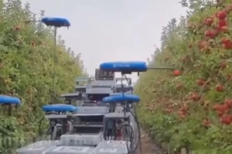 Perusahaan teknologi Tevel asal Israel menciptakan drone untuk memetik apel yang sudah matang dari pohon (Twitter @TansuYegen)