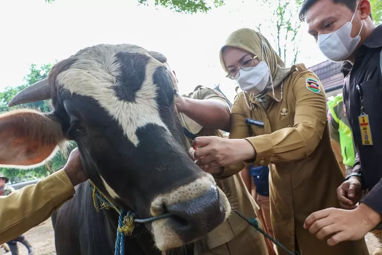 Bupati Purwakarta Anne Ratna Mustika meminta jajarannya untuk gencar melakukan vaksinasi Antraks buat hewan ternak. (Diskominfo Purwakarta)
