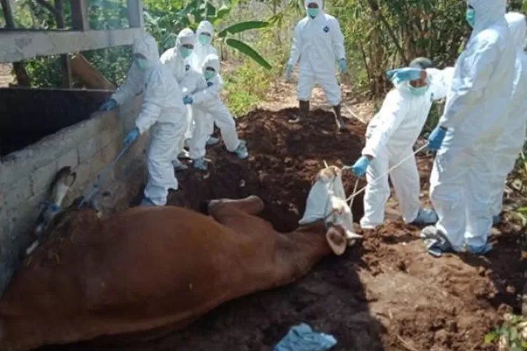 masyarakat yang meninggal itu awalnya menyembelih tiga ekor sapi yang mati tiba-tiba (dok polri.go.id)