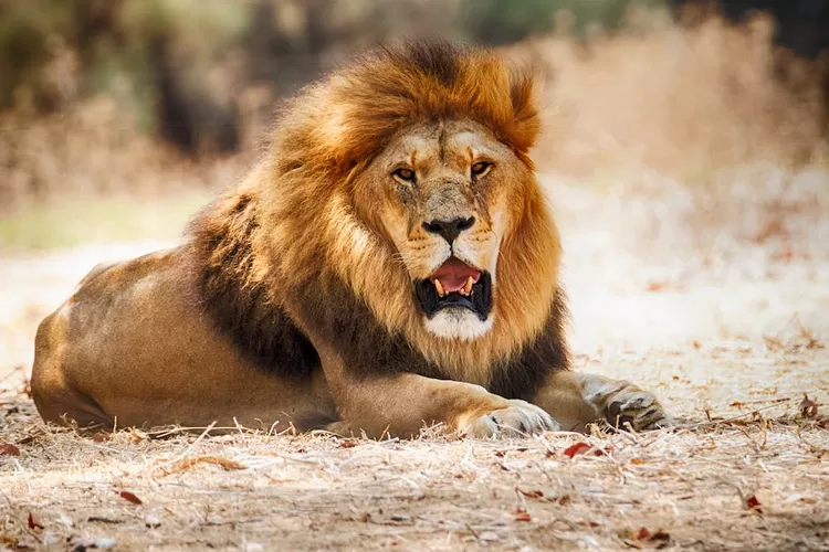 Ini fakta dan hadits larangan makan daging hewan buas dan bertaring (Pexels/ Marik Elikishvili)