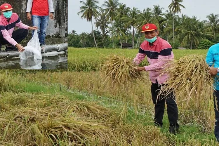 Pertanian di Kota Pariaman (Kominfo Kota Pariaman)